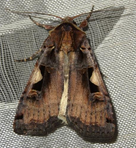 Réf. 191 119 : Xestia c-nigrum